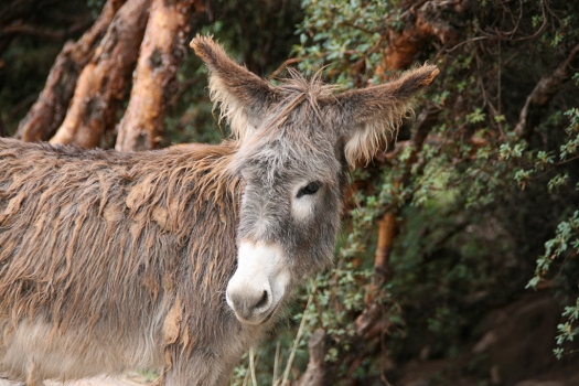 cusco_donkey.jpg
